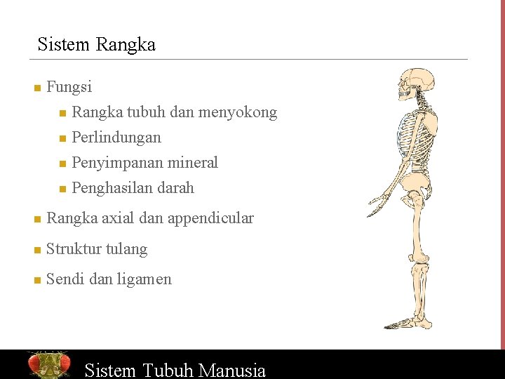 Sistem Rangka n Fungsi Rangka tubuh dan menyokong n Perlindungan n Penyimpanan mineral n