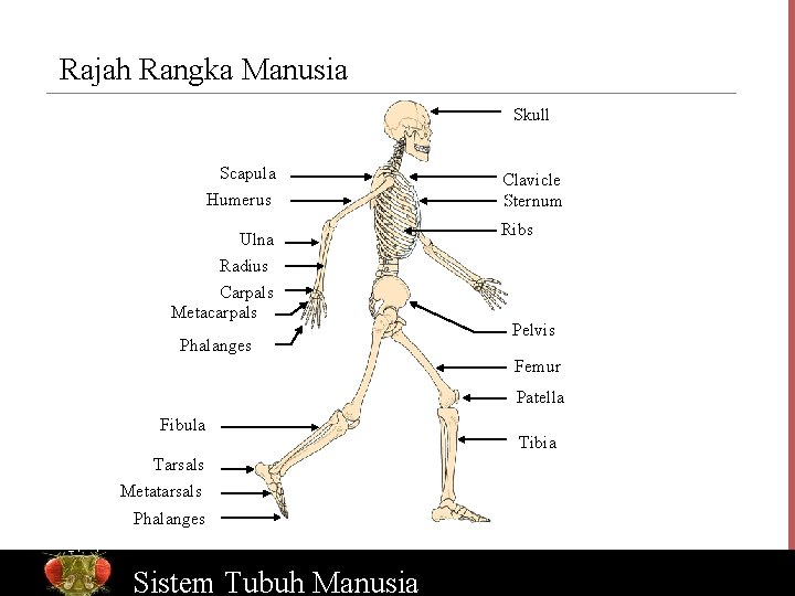 Rajah Rangka Manusia Skull Scapula Humerus Ulna Radius Carpals Metacarpals Phalanges Clavicle Sternum Ribs