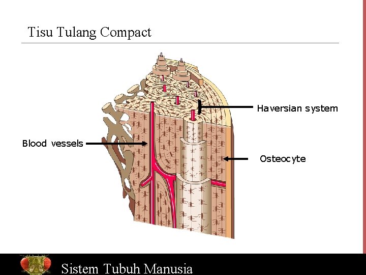 Tisu Tulang Compact Haversian system Blood vessels Osteocyte Bio. Ed Sistem Online Tubuh Manusia