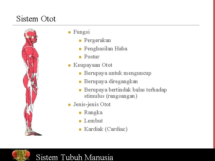 Sistem Otot n n n Fungsi n Pergerakan n Penghasilan Haba n Postur Keupayaan