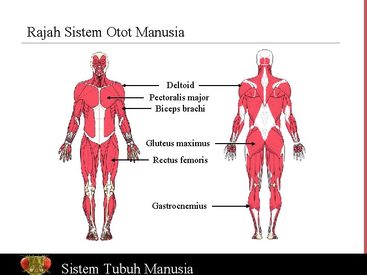Rajah Sistem Otot Manusia Deltoid Pectoralis major Biceps brachi Gluteus maximus Rectus femoris Gastrocnemius