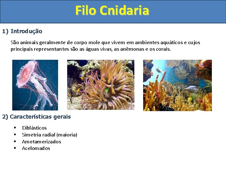 Filo Cnidaria 1) Introdução São animais geralmente de corpo mole que vivem em ambientes