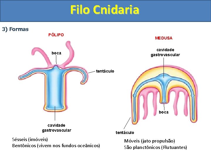Filo Cnidaria 3) Formas PÓLIPO MEDUSA cavidade gastrovascular boca tentáculo boca cavidade gastrovascular Sésseis