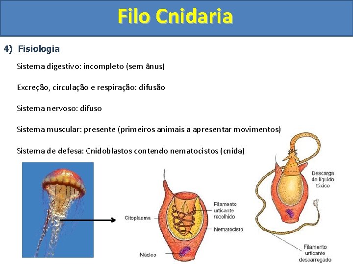 Filo Cnidaria 4) Fisiologia Sistema digestivo: incompleto (sem ânus) Excreção, circulação e respiração: difusão