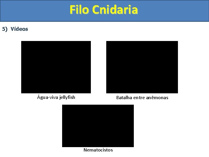 Filo Cnidaria 5) Vídeos Água-viva jellyfish Batalha entre anêmonas Nematocistos 