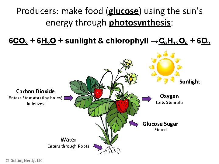 Producers: make food (glucose) using the sun’s energy through photosynthesis: 6 CO 2 +