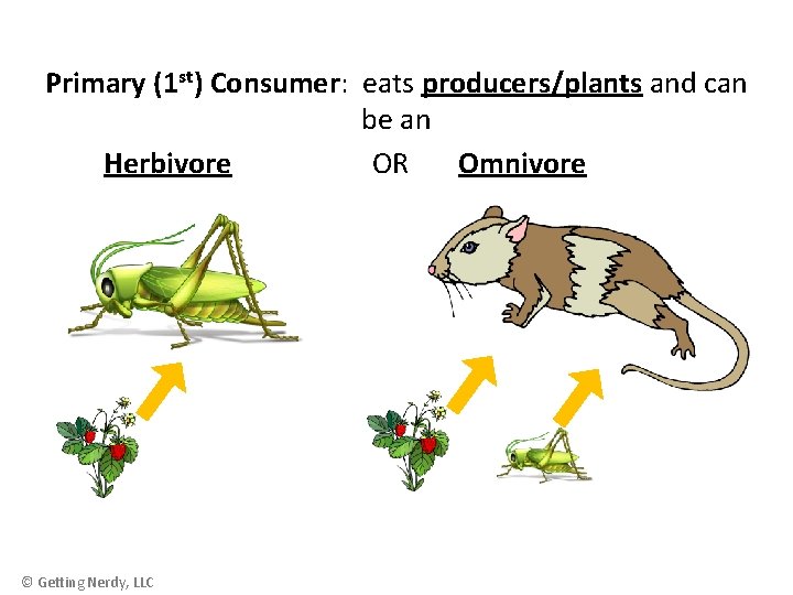 Primary (1 st) Consumer: eats producers/plants and can be an Herbivore OR Omnivore ©