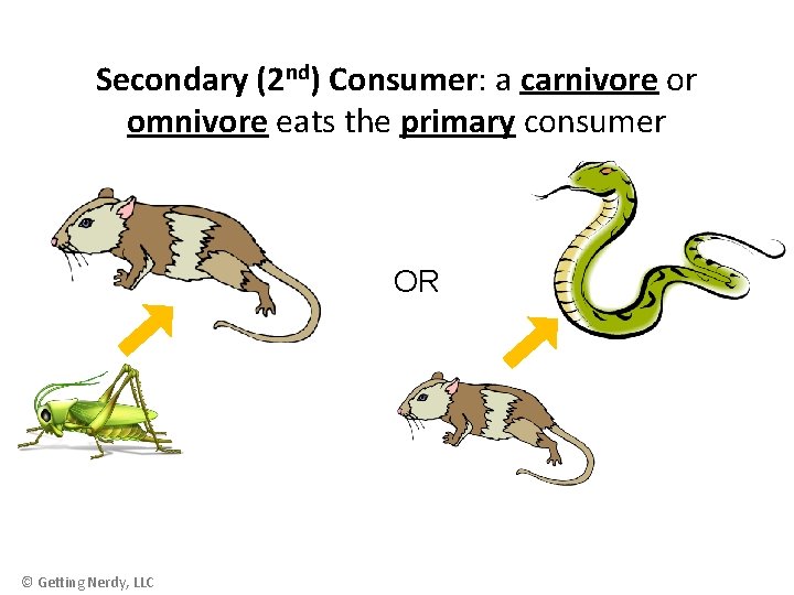 Secondary (2 nd) Consumer: a carnivore or omnivore eats the primary consumer OR ©