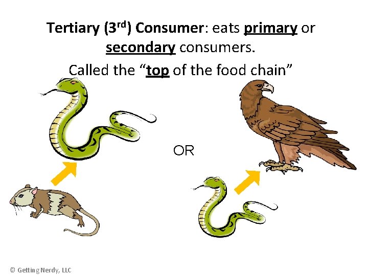 Tertiary (3 rd) Consumer: eats primary or secondary consumers. Called the “top of the