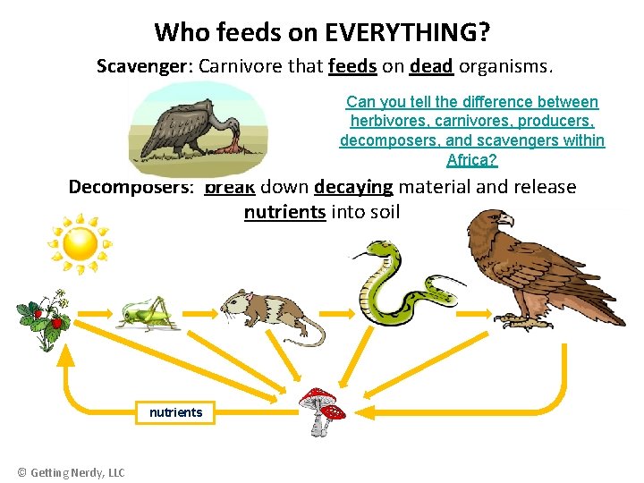 Who feeds on EVERYTHING? Scavenger: Carnivore that feeds on dead organisms. Can you tell