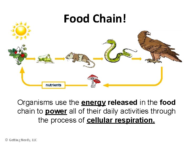 Food Chain! nutrients Organisms use the energy released in the food chain to power