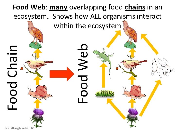 © Getting Nerdy, LLC Food Web Food Chain Food Web: many overlapping food chains