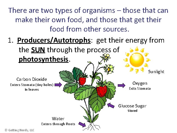 There are two types of organisms – those that can make their own food,