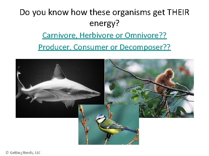 Do you know how these organisms get THEIR energy? Carnivore, Herbivore or Omnivore? ?