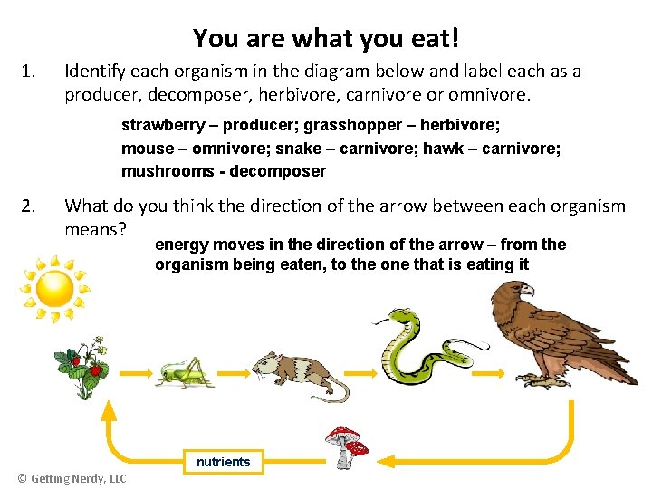 You are what you eat! 1. Identify each organism in the diagram below and