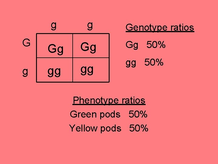 G g g g Gg Gg gg gg Genotype ratios Gg 50% gg 50%
