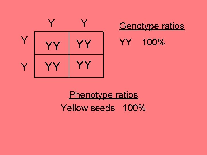 Y Y YY YY Genotype ratios YY 100% Phenotype ratios Yellow seeds 100% 
