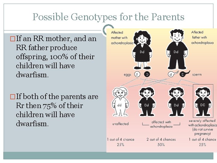 Possible Genotypes for the Parents �If an RR mother, and an RR father produce