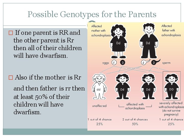 Possible Genotypes for the Parents � If one parent is RR and the other