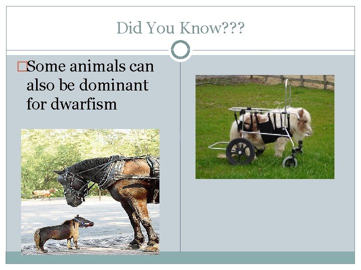 Did You Know? ? ? �Some animals can also be dominant for dwarfism 