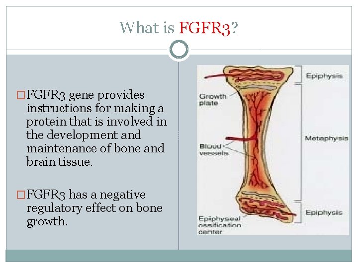What is FGFR 3? �FGFR 3 gene provides instructions for making a protein that