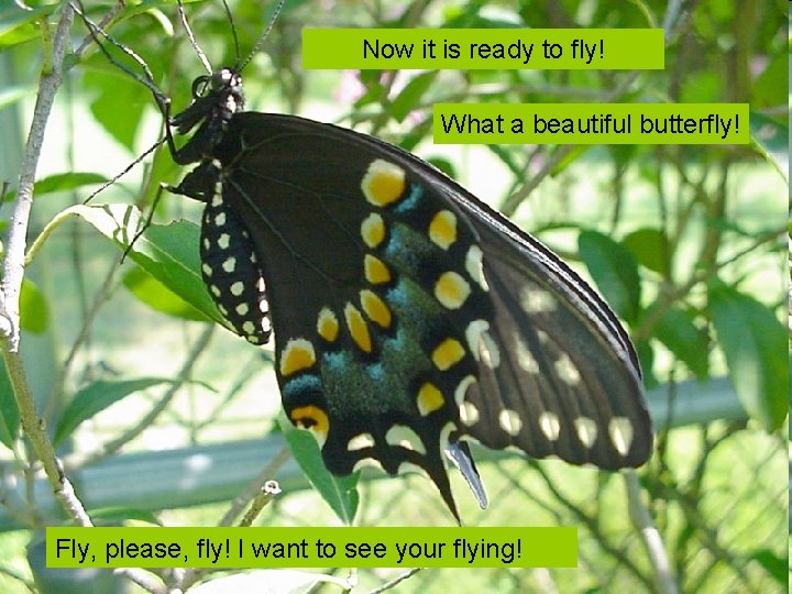 Now it is ready to fly! What a beautiful butterfly! Fly, please, fly! I