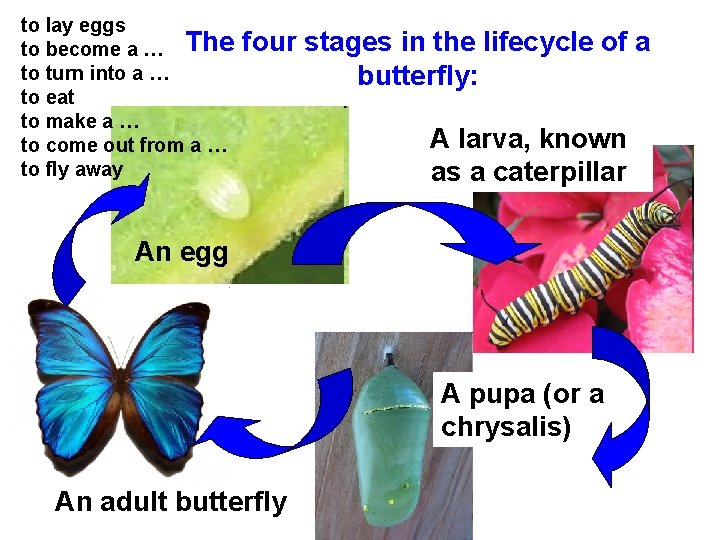 to lay eggs to become a … The to turn into a … to