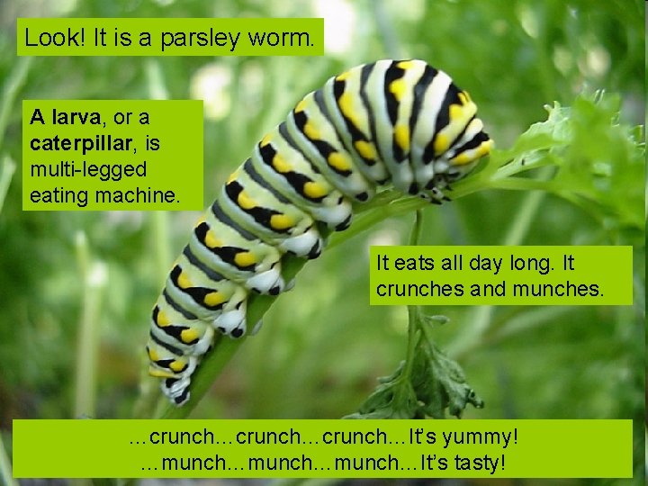 Look! It is a parsley worm. A larva, or a caterpillar, is multi-legged eating