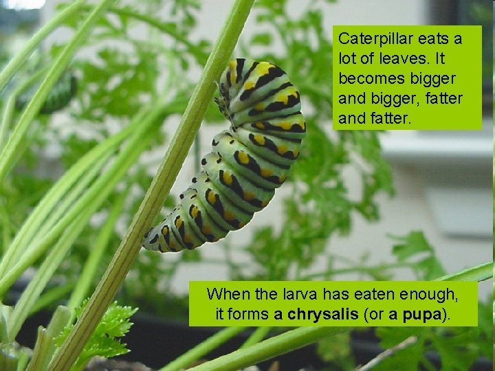 Caterpillar eats a lot of leaves. It becomes bigger and bigger, fatter and fatter.