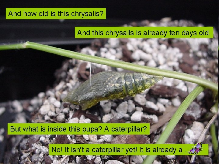 And how old is this chrysalis? And this chrysalis is already ten days old.