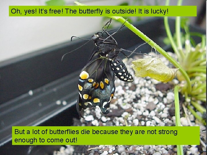 Oh, yes! It’s free! The butterfly is outside! It is lucky! But a lot