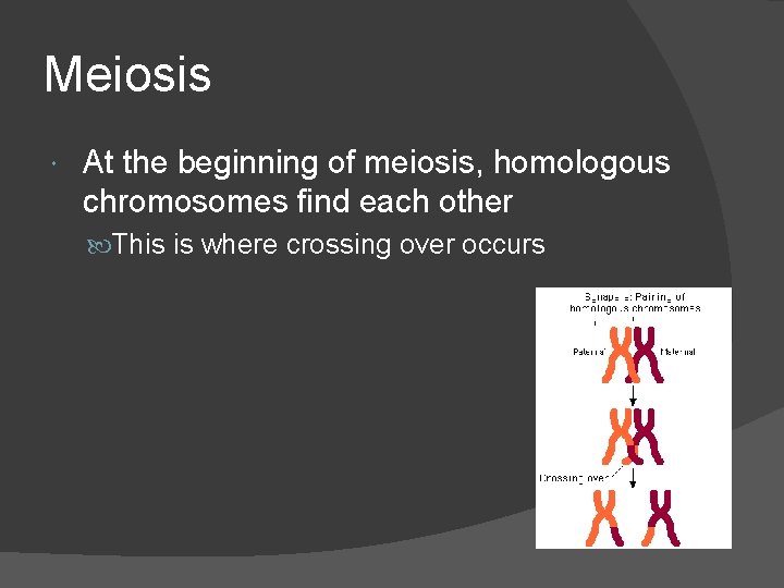 Meiosis At the beginning of meiosis, homologous chromosomes find each other This is where