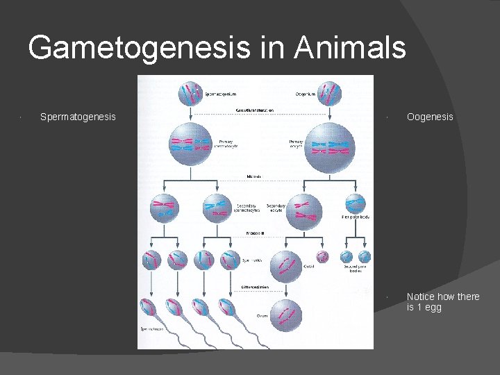Gametogenesis in Animals Spermatogenesis Oogenesis Notice how there is 1 egg 