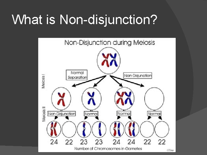 What is Non-disjunction? 