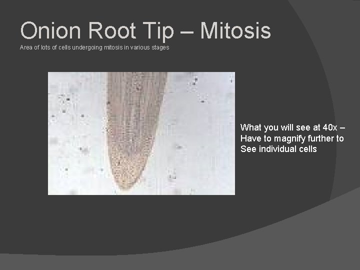 Onion Root Tip – Mitosis Area of lots of cells undergoing mitosis in various