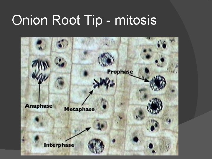 Onion Root Tip - mitosis 