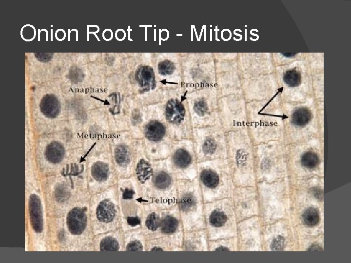 Onion Root Tip - Mitosis 