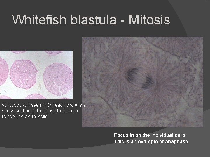 Whitefish blastula - Mitosis What you will see at 40 x, each circle is