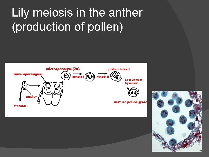 Lily meiosis in the anther (production of pollen) 