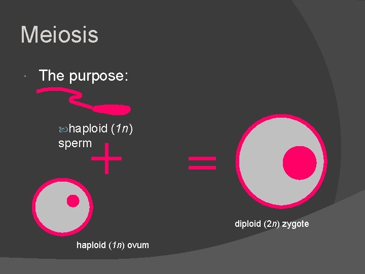 Meiosis The purpose: haploid (1 n) sperm diploid (2 n) zygote haploid (1 n)