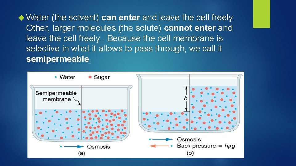  Water (the solvent) can enter and leave the cell freely. Other, larger molecules