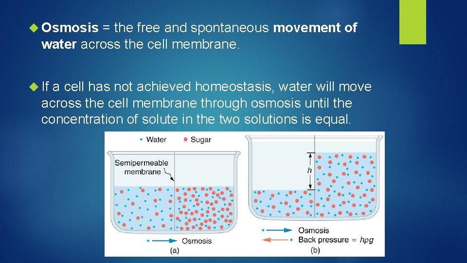  Osmosis = the free and spontaneous movement of water across the cell membrane.
