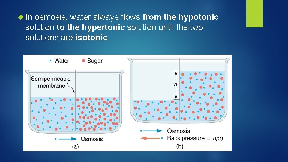  In osmosis, water always flows from the hypotonic solution to the hypertonic solution