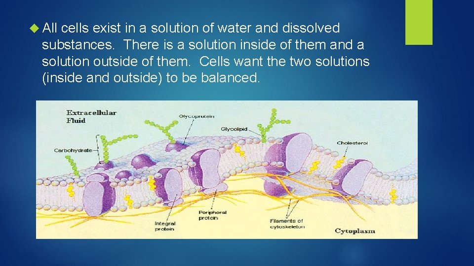  All cells exist in a solution of water and dissolved substances. There is