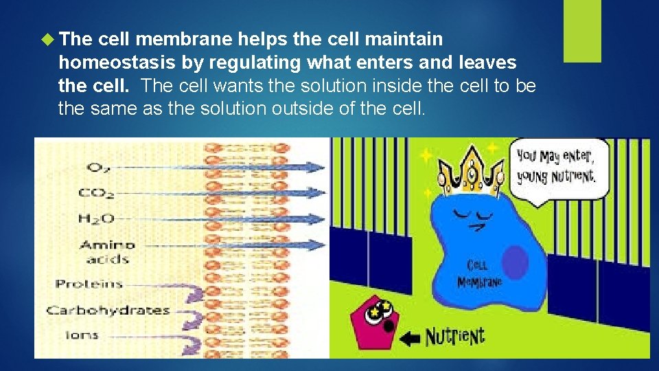  The cell membrane helps the cell maintain homeostasis by regulating what enters and
