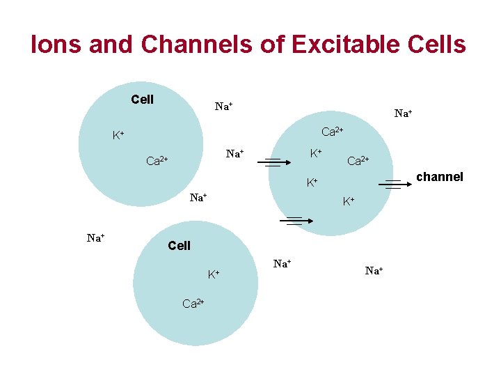 Ions and Channels of Excitable Cells Cell Na+ Ca 2+ K+ K+ Na+ Ca