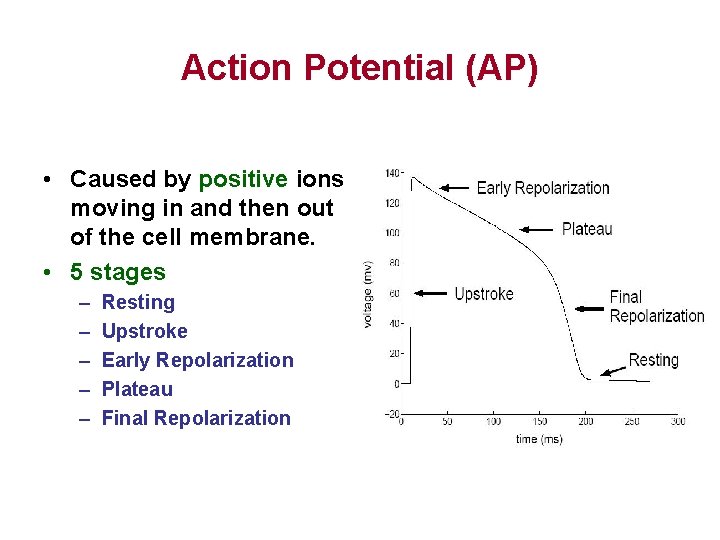 Action Potential (AP) • Caused by positive ions moving in and then out of