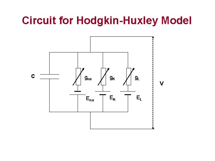 Circuit for Hodgkin-Huxley Model C gna g. K g. L Ena EK EL V