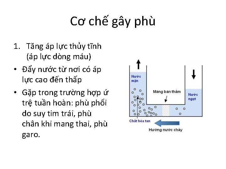 Cơ chế gây phù 1. Tăng áp lực thủy tĩnh (áp lực dòng máu)