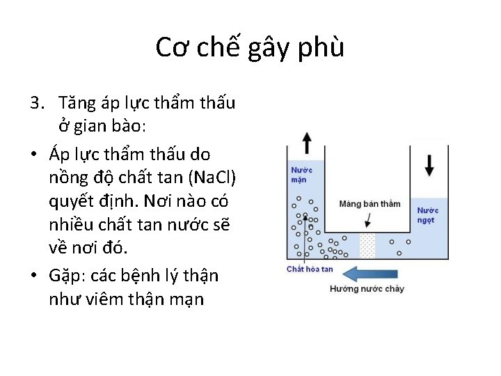 Cơ chế gây phù 3. Tăng áp lực thẩm thấu ở gian bào: •